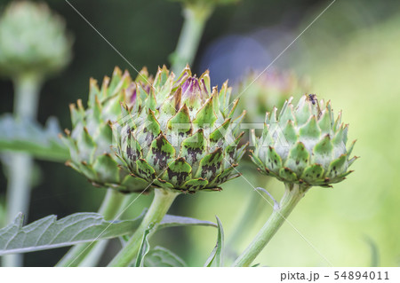 カルドン 54894011