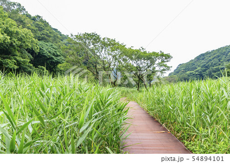 雨の渓谷(夏) 雨の渓谷(夏) 54894101