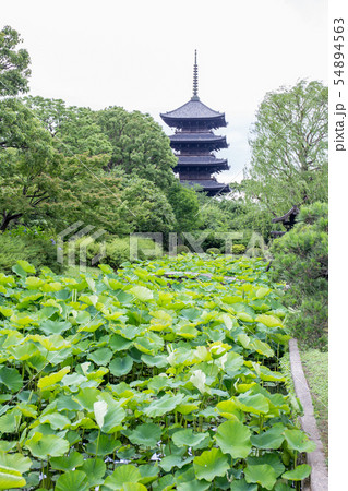 東寺　五重塔 54894563