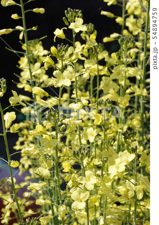 野菜の花 野菜の花 54894759