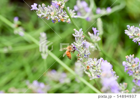 ミツバチ 54894937