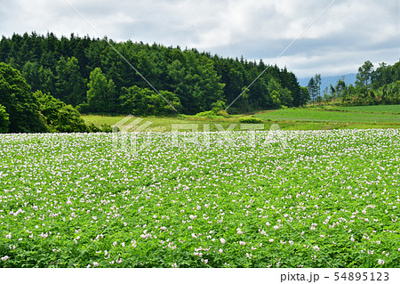 北海道厚沢部町鶉地区で花が咲いているジャガイモ畑の夏の風景を撮影 54895123