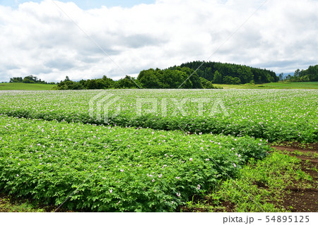 北海道厚沢部町鶉地区で花が咲いているジャガイモ畑の夏の風景を撮影 北海道厚沢部町鶉地区で花が咲いているジャガイモ畑の夏の風景を撮影 54895125