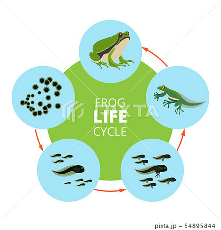 Nature infographic illustrations of frog life cycle. School vector pictures isolate 54895844