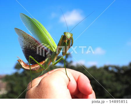 オオカマキリの威嚇 オオカマキリの威嚇 54895851
