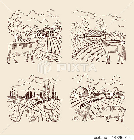 Vector village and big field. Landscape with farming and animals. Set of for illustrations in retro 54896015