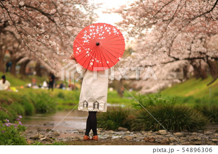 桜と番傘　　根川緑道 54896306