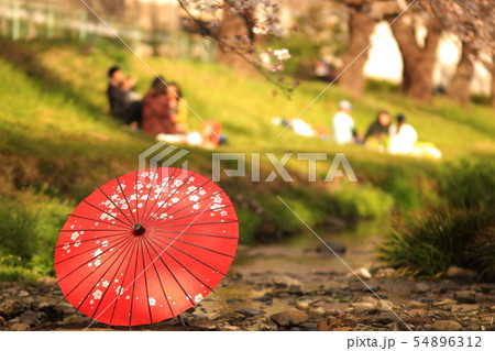 桜と番傘 根川緑道 桜と番傘 根川緑道 54896312