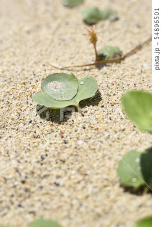 雨上がり　水滴 54896501