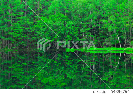 新緑　エコイメージ　御射鹿池 54896764