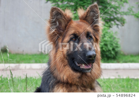 Longhair sheepdog is sitting on the green grass. 54896824