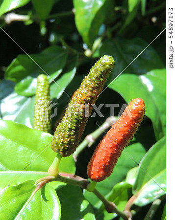 ピパーツ (Okinawa) 54897173