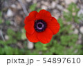 Red poppy, bee sits on a flower 54897610