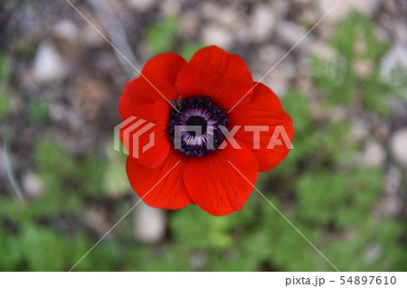 Red poppy, bee sits on a flower 54897610