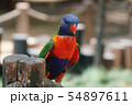 Very beautiful motley parrot Lory 54897611