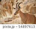 Mountain goat in the Negev desert 54897613