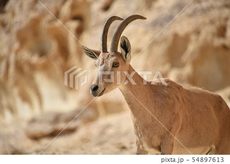 Mountain goat in the Negev desert 54897613