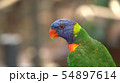 Lory parrot. Very beautiful motley parrot Lory 54897614