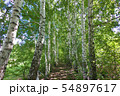 Beautiful birch grove, birches stand in a row 54897617