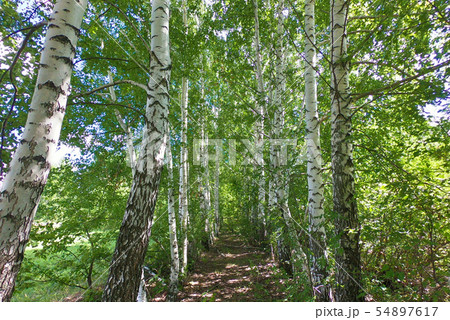 Beautiful birch grove, birches stand in a row 54897617