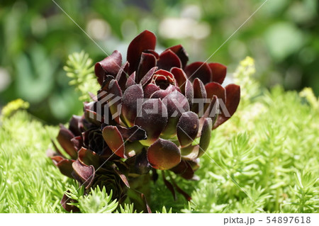 Beautiful stone rose, succulent flowers 54897618