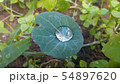A drop of rain on a green leaf 54897620