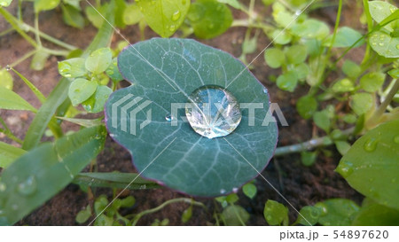 A drop of rain on a green leaf 54897620