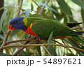 Very beautiful motley parrot Lory 54897621