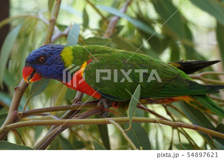 Very beautiful motley parrot Lory 54897621