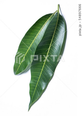 マンゴー マンゴ 木の葉 54897666