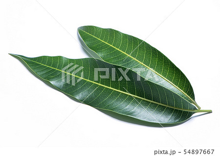 マンゴー マンゴ 木の葉 54897667