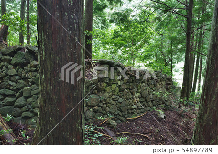 荷坂峠の猪垣 荷坂峠の猪垣 54897789