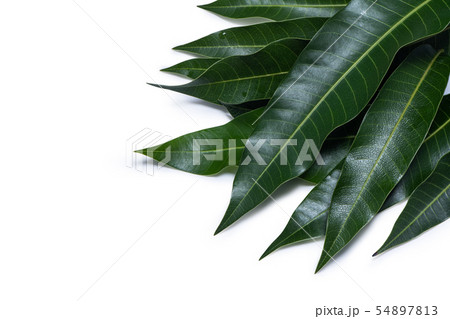 マンゴー マンゴ 木の葉 54897813