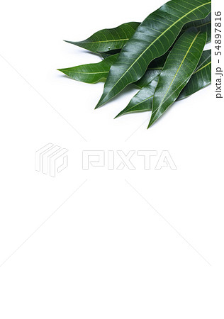 マンゴー マンゴ 木の葉 54897816