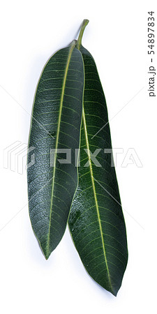 マンゴー マンゴ 木の葉 54897834