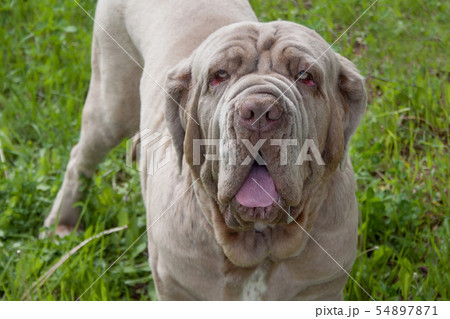 Adult neapolitan mastiff close up. Adult neapolitan mastiff close up. 54897871