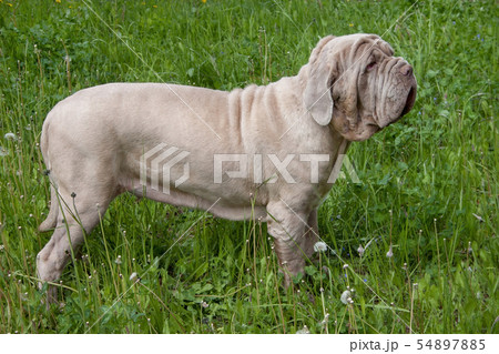 Neapolitan mastiff is standing in a green grass. Neapolitan mastiff is standing in a green grass. 54897885