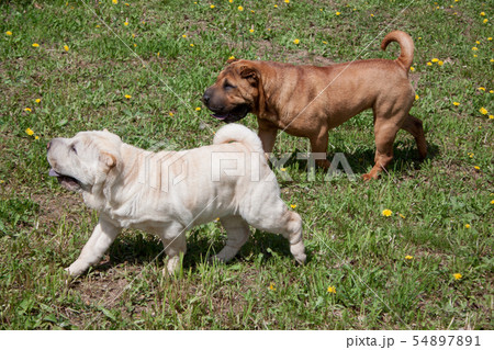 Two cute shar-pei puppies playing on green meadow. 54897891