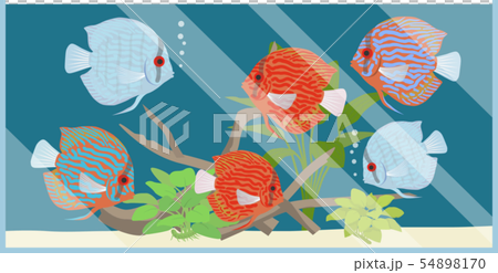 ディスカス水槽2 54898170