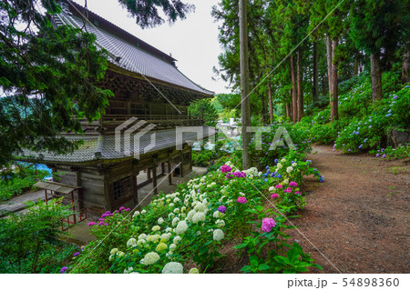 富士川町 妙法寺 あじさい 富士川町 妙法寺 あじさい 54898360
