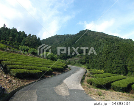 山のお茶畑 54898534