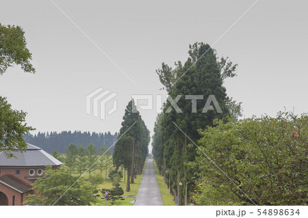 並木道 北海道・函館 トラピスト修道院 並木道 北海道・函館 トラピスト修道院 54898634