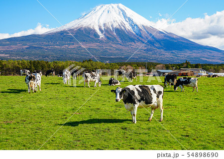 朝霧高原 牛 富士山の写真素材 54898690 Pixta