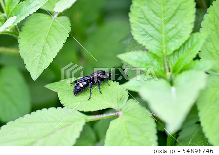 キオビツチバチ キオビツチバチ 54898746