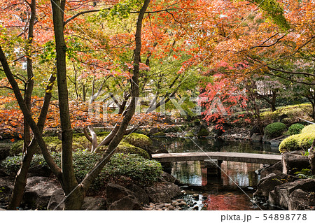 大田黒公園・紅葉 大田黒公園・紅葉 54898778