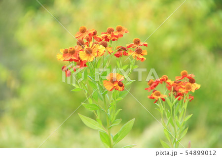 夏から秋に咲く朱色の花、ヘレ二ウム、緑バック 夏から秋に咲く朱色の花、ヘレ二ウム、緑バック 54899012