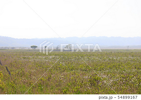 霧多布湿原 54899167