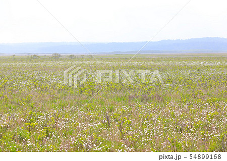 霧多布湿原 霧多布湿原 54899168
