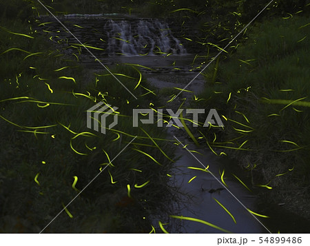 蛍乱舞 蛍乱舞 54899486