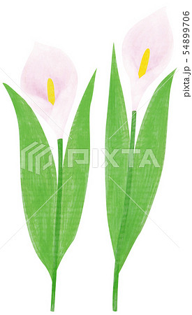 カラー 花 手描き カットイラスト ピンクのイラスト素材 54899706 Pixta